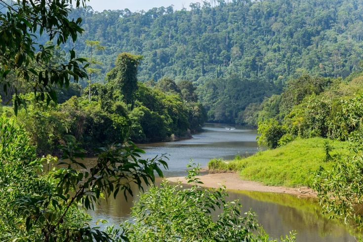 Southeast Asian Rainforests